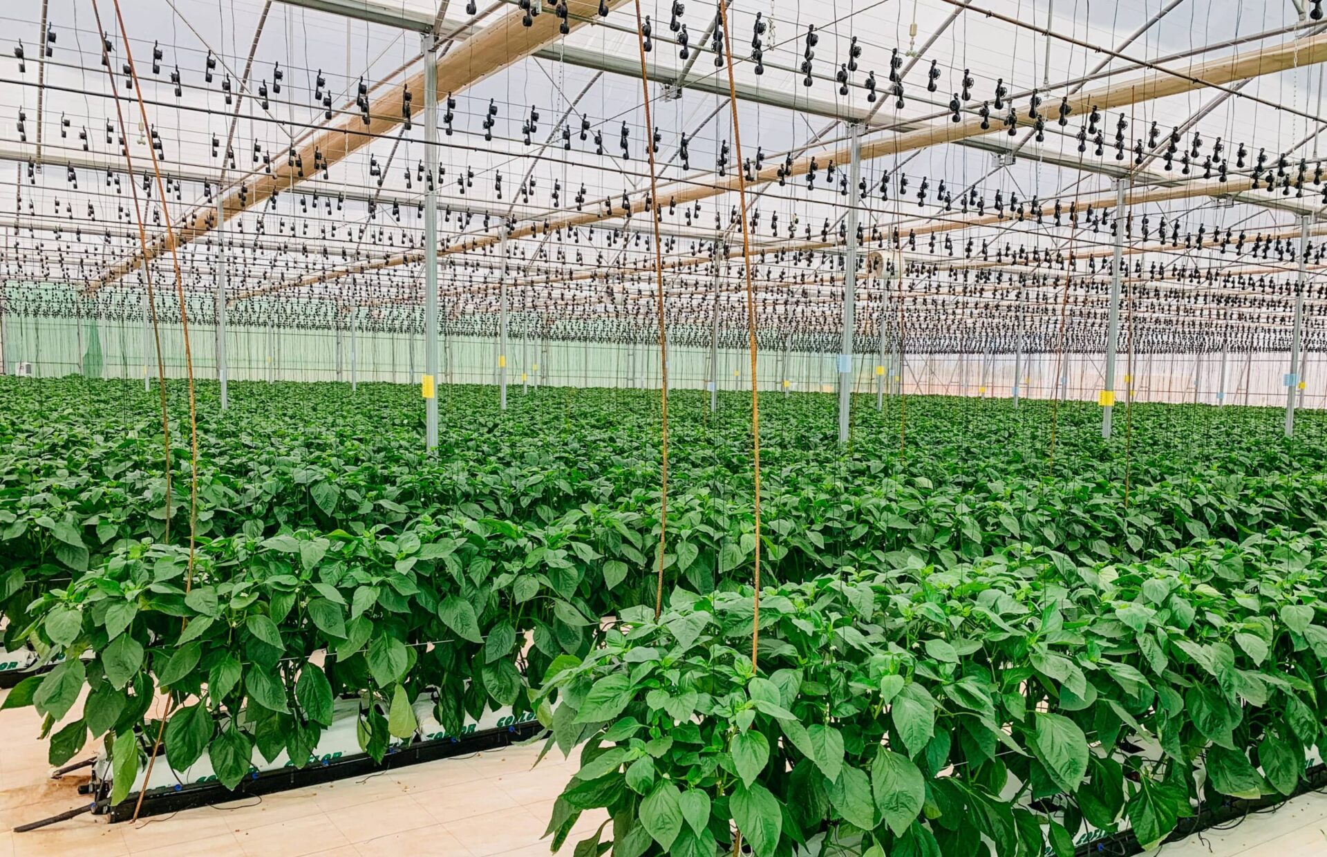 Novagric - Soluciones y servicios especializados en riego, invernaderos y tecnología agrícola