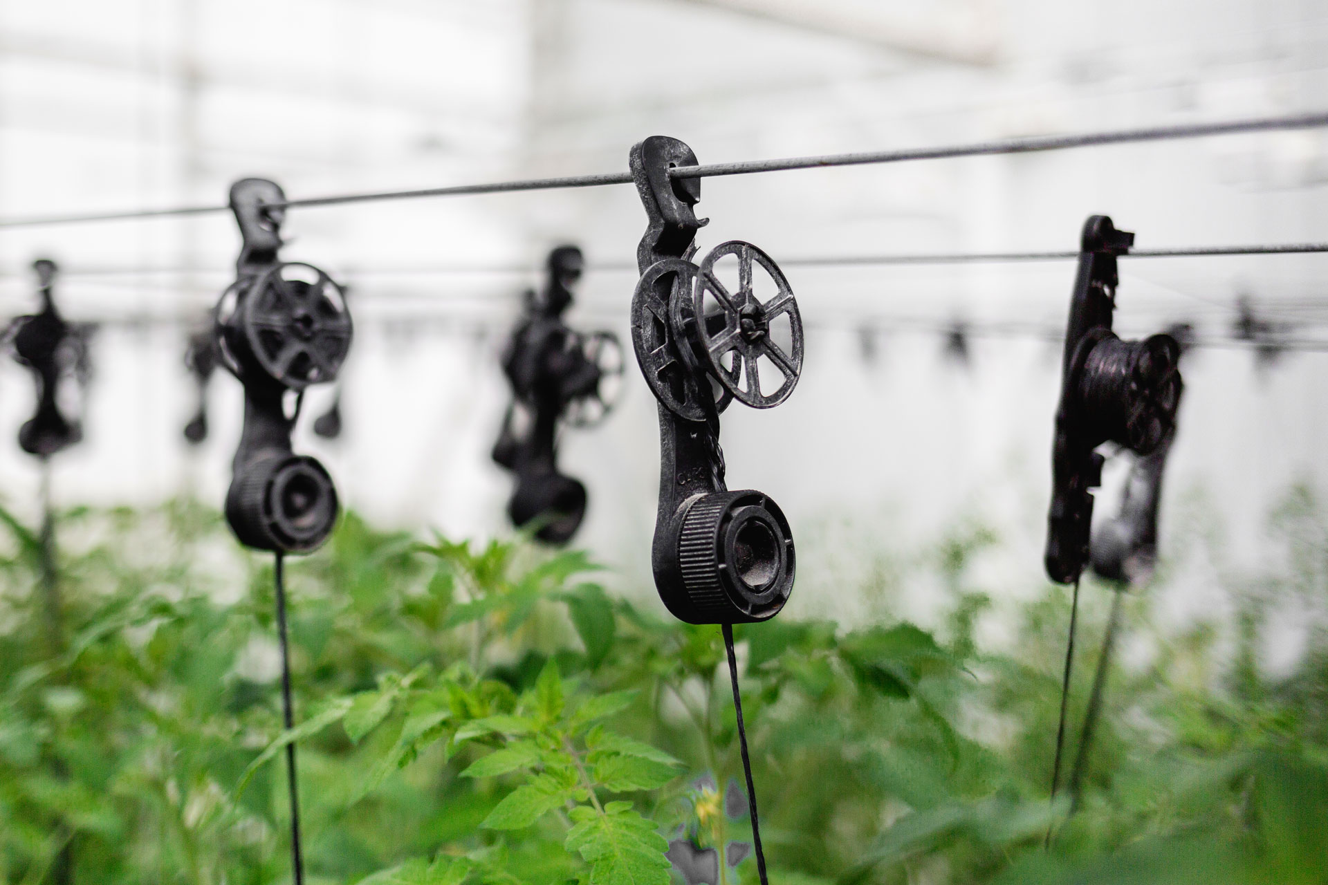 Perchas de Invernadero