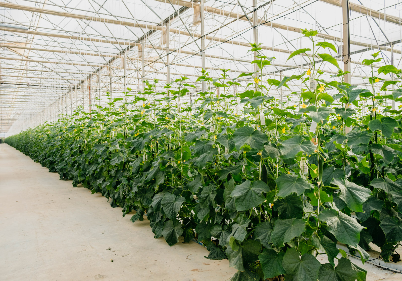 Novagric - Soluciones y servicios especializados en riego, invernaderos y tecnología agrícola