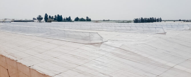 Invernadero raspa y amagado