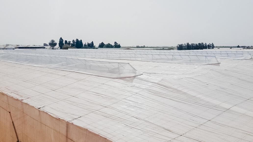 Invernadero raspa y amagado