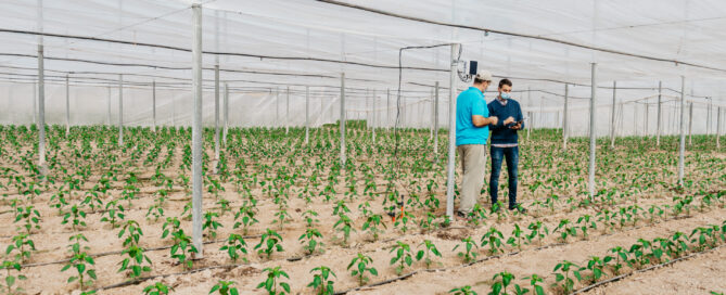 Invernadero Raspa y Amagado