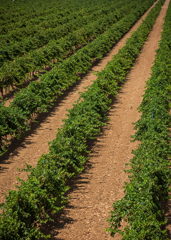 Novagric - Soluciones y servicios especializados en riego, invernaderos y tecnología agrícola