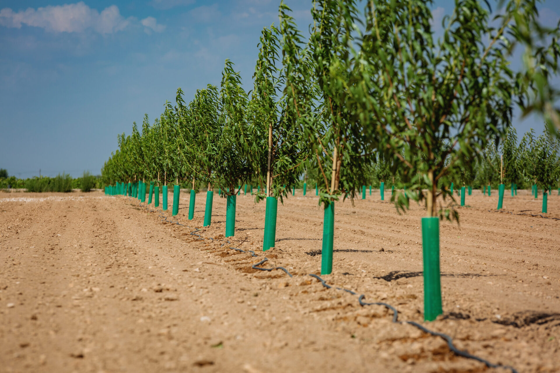 Novagric - Cultivo de Almendro