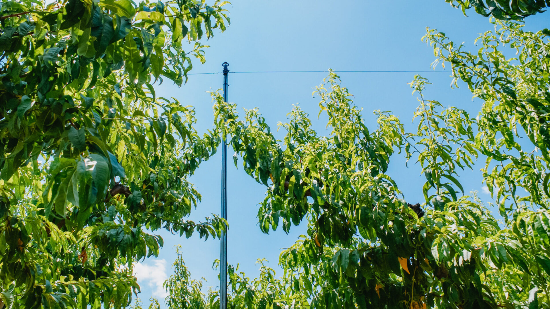 Novagric - Cultivo de pìstacho