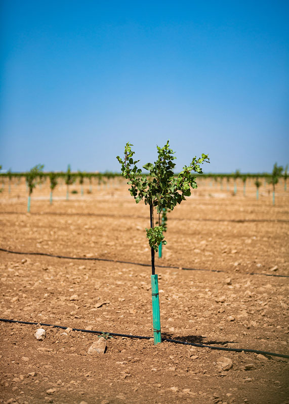 riego-goteo-6s Invernadero hidropónico