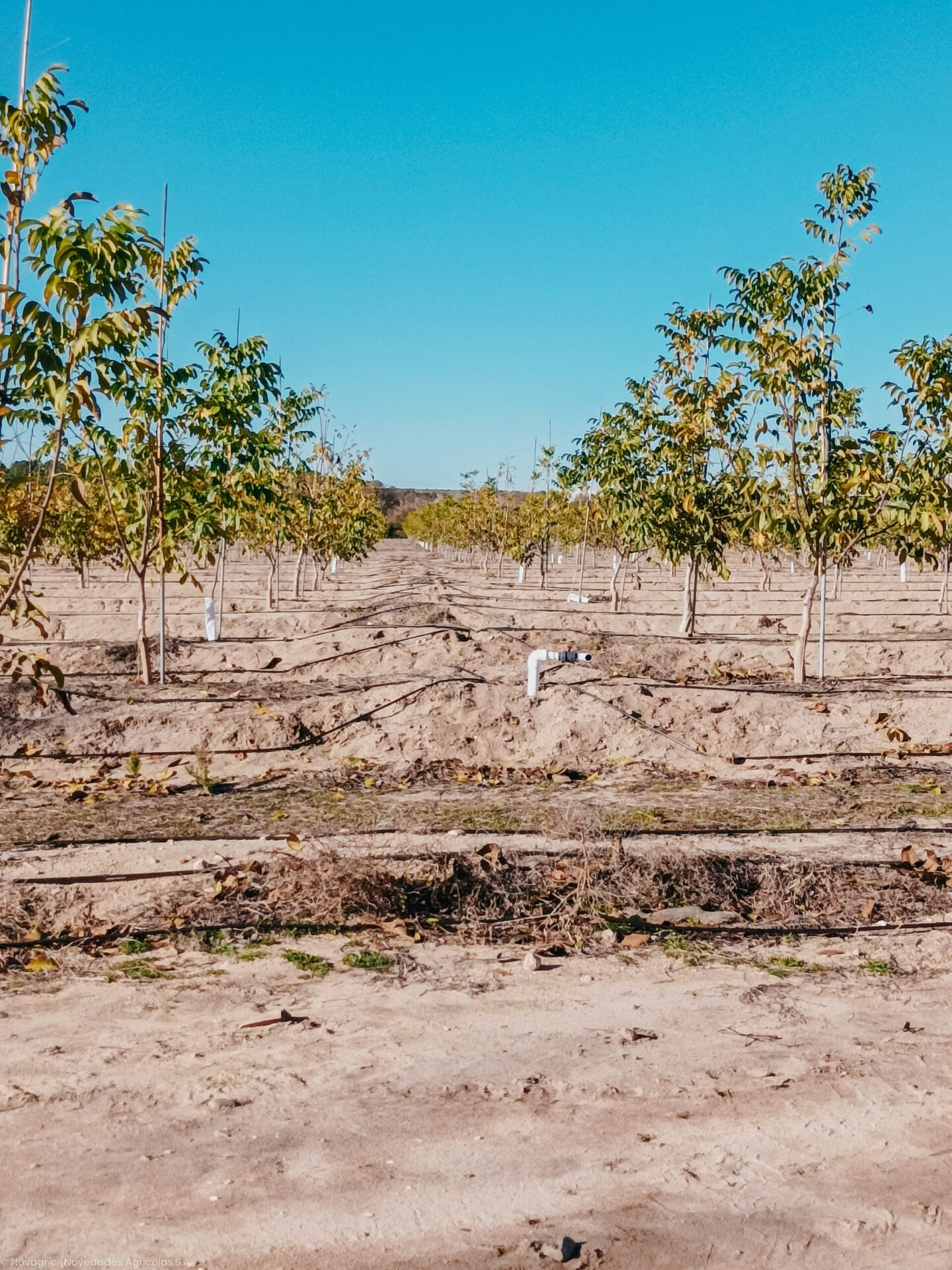 Novagric - Cultivo de Nogal