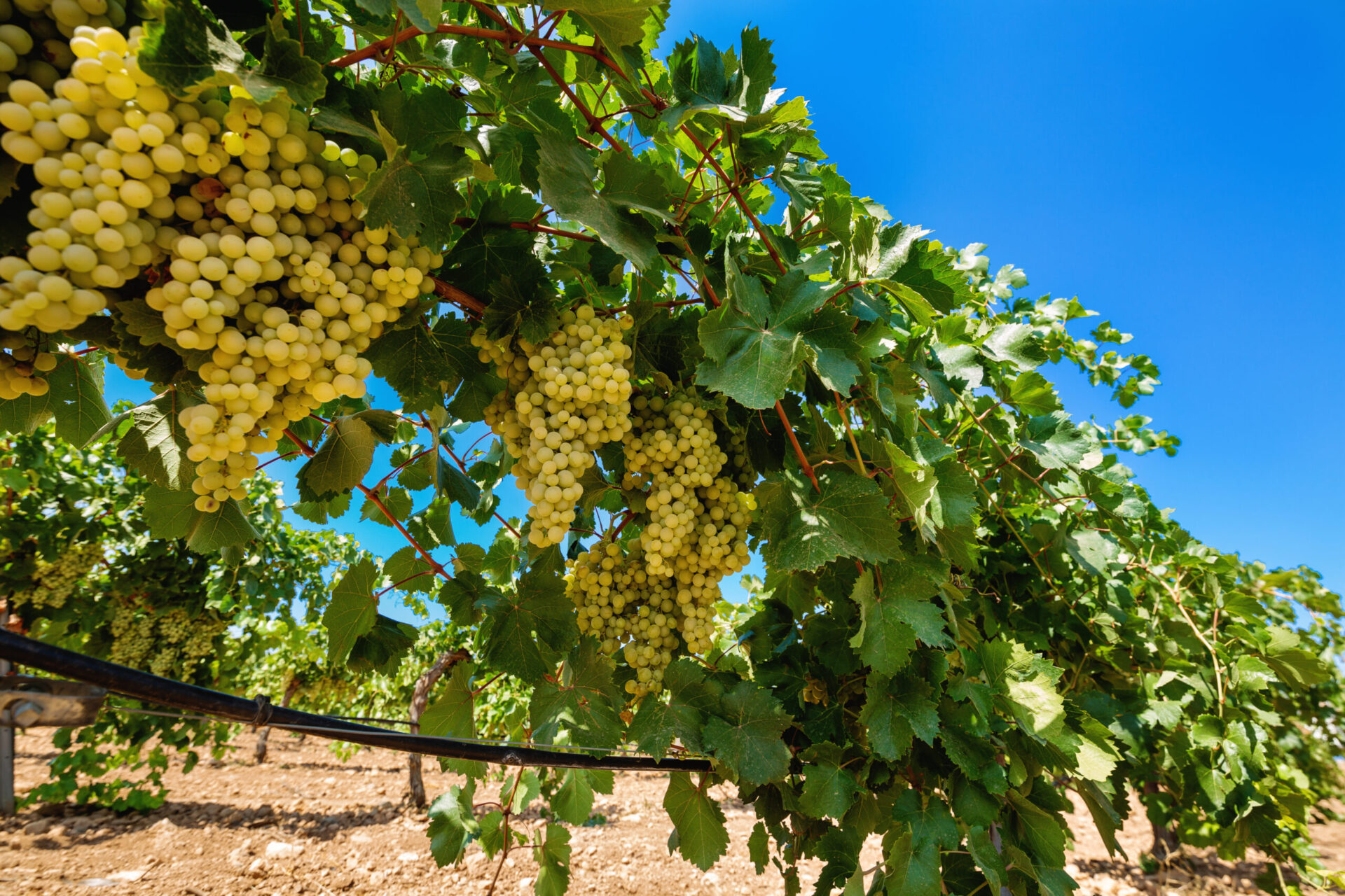 riego-vid-novagric-04 Novagric - cultiva viña