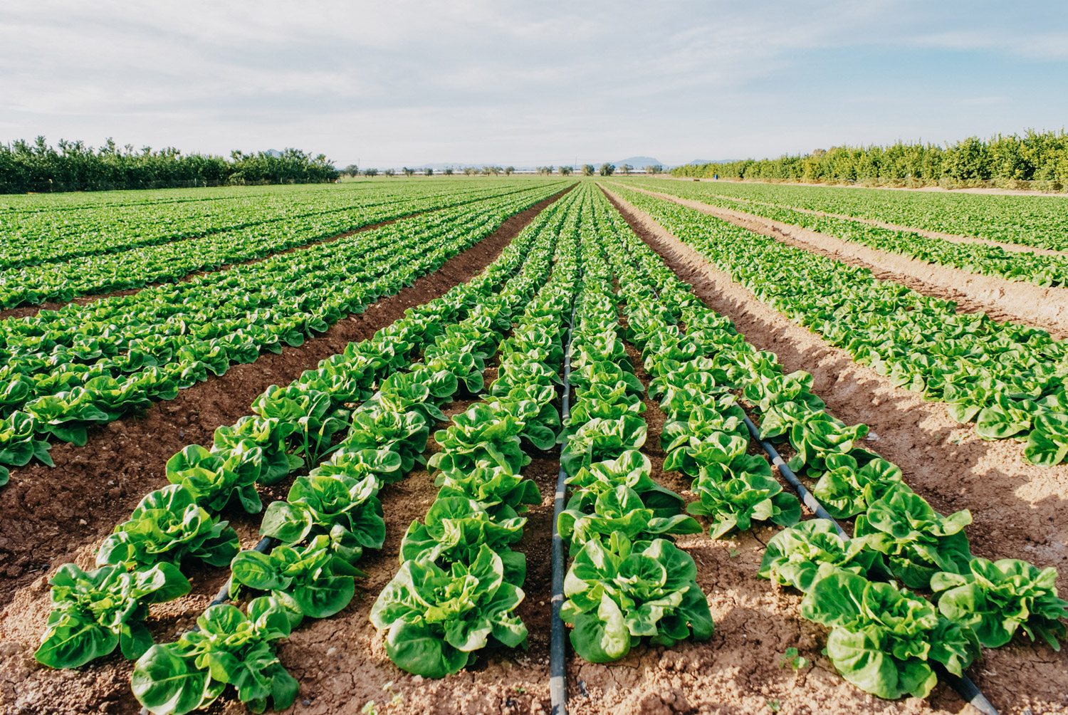 Novagric- riego por goteo