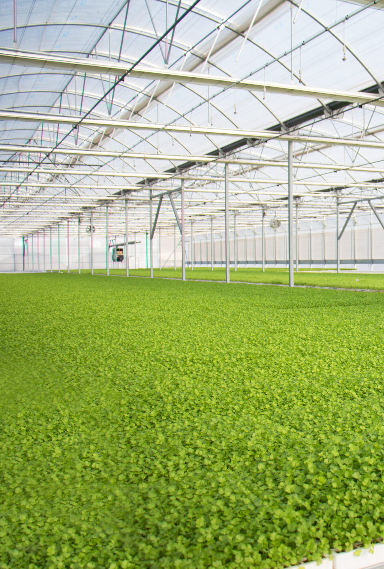 Novagric - Soluciones y servicios especializados en riego, invernaderos y tecnología agrícola