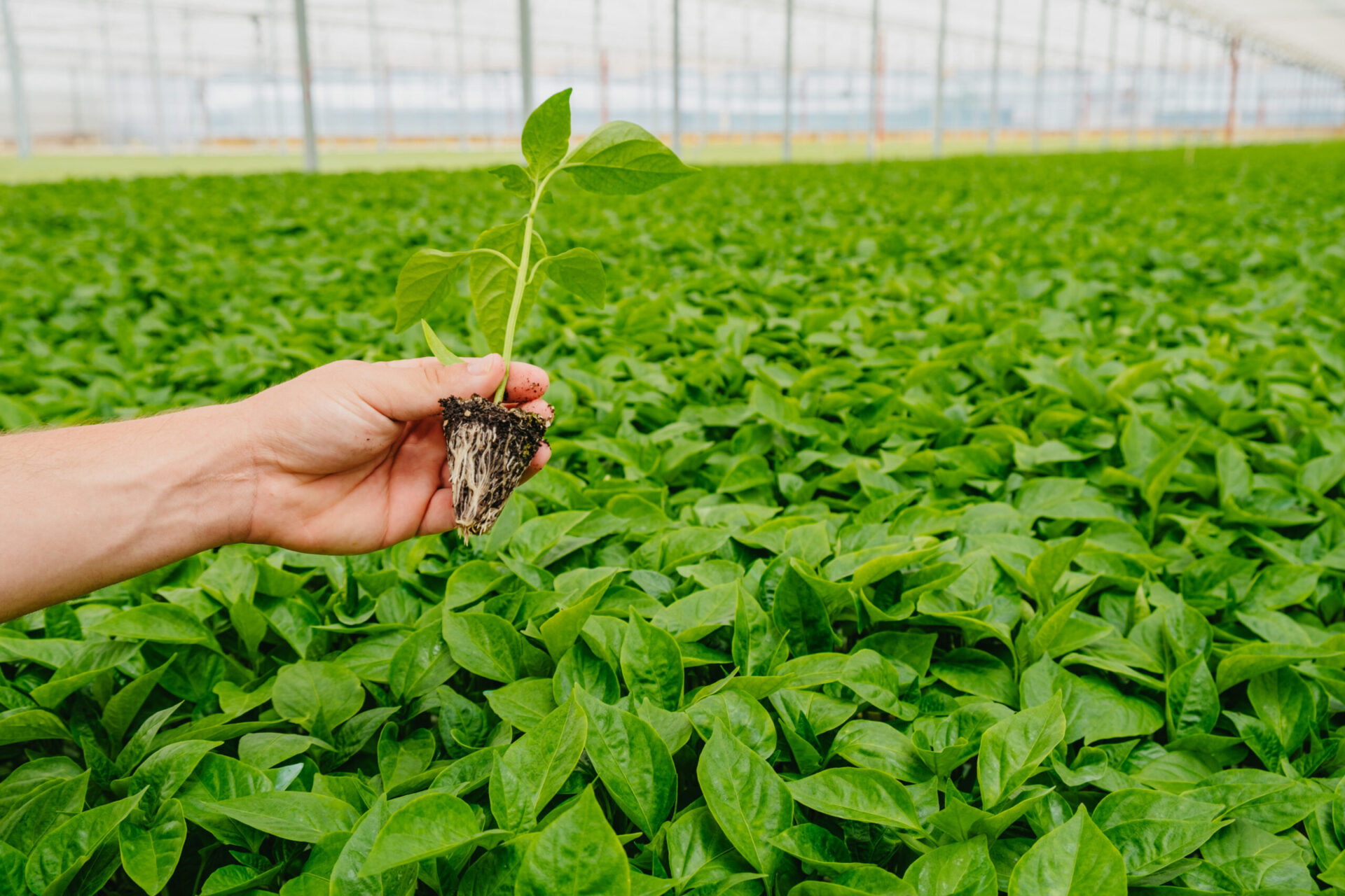 Novagric - Soluciones y servicios especializados en riego, invernaderos y tecnología agrícola