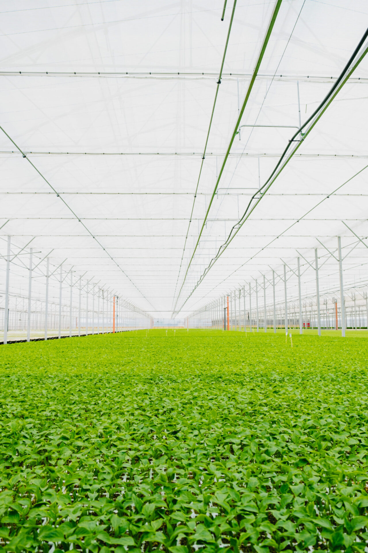 Novagric - Soluciones y servicios especializados en riego, invernaderos y tecnología agrícola