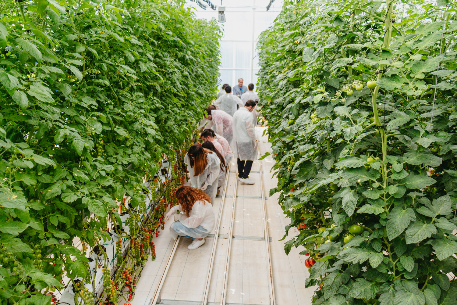 Novagric - Soluciones y servicios especializados en riego, invernaderos y tecnología agrícola